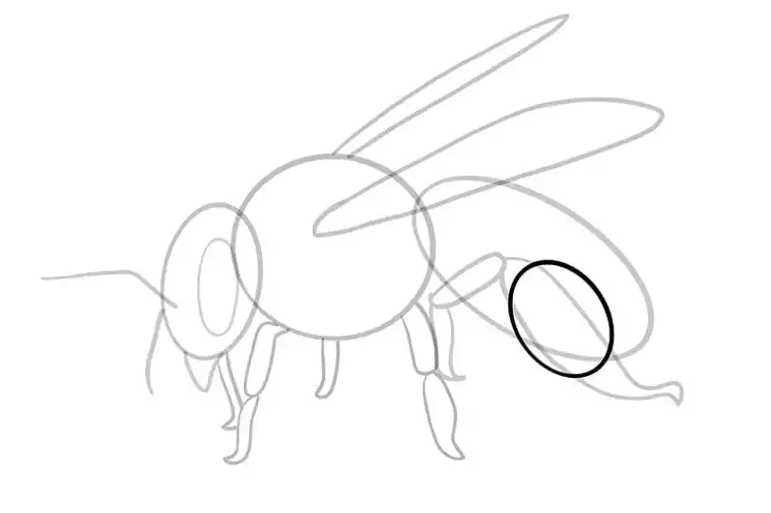 dibujo de abeja 11 