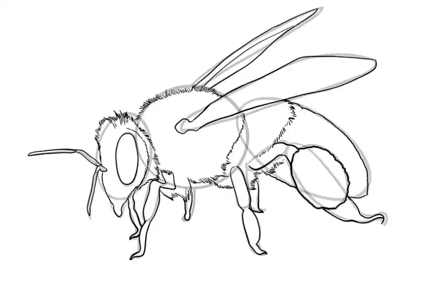 dibujo de abeja 12