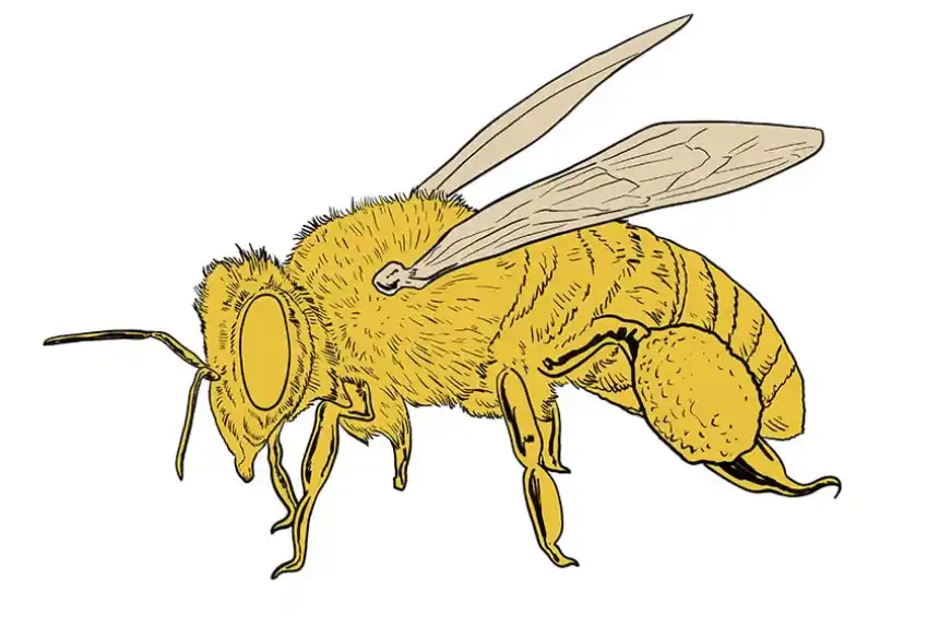 diseño de abeja 15