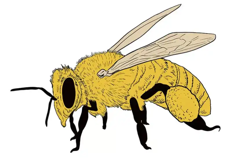 Dibujo de abeja 16