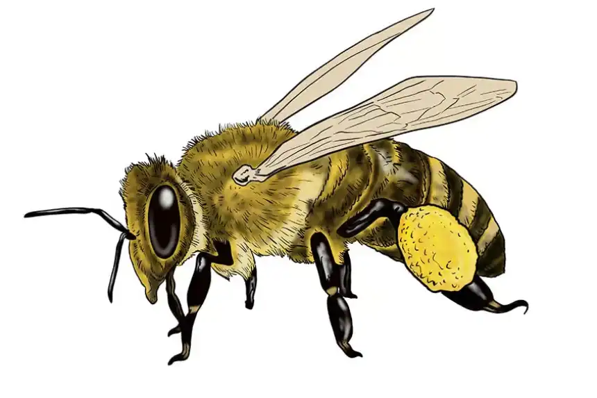 Dibujo de abeja simple