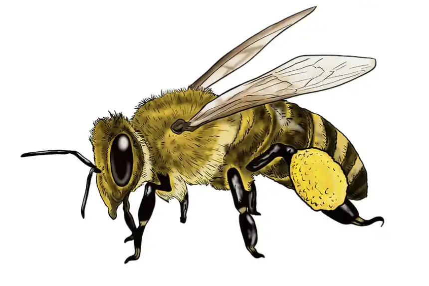 bosquejo de abeja
