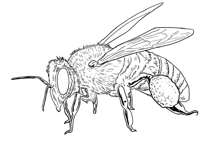 Dibujo de abeja para colorear