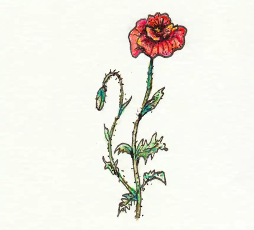 Cómo dibujar flores 12 - Amapola