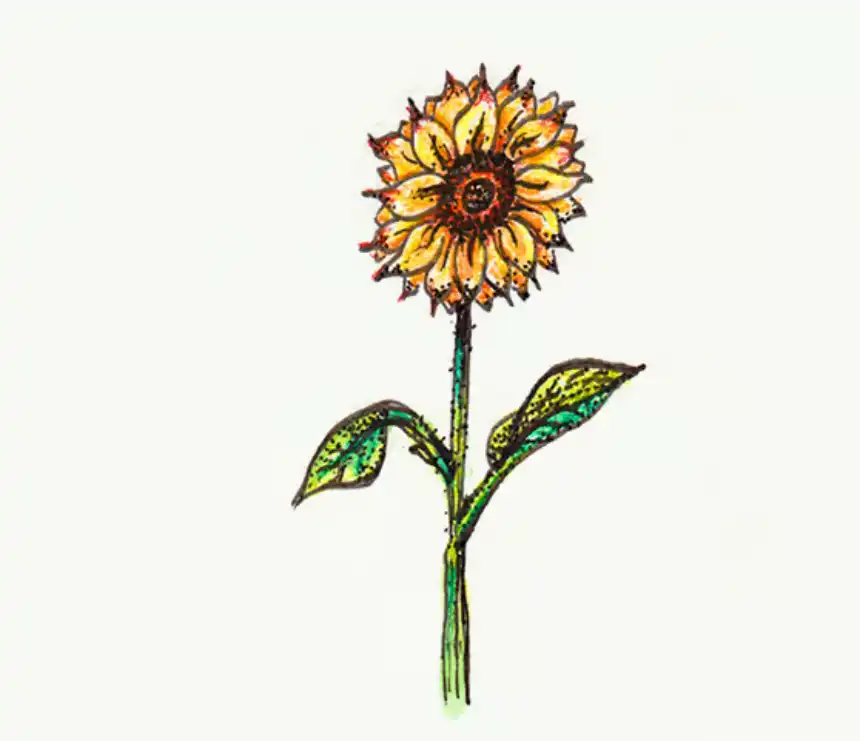 Cómo dibujar flores - Girasol