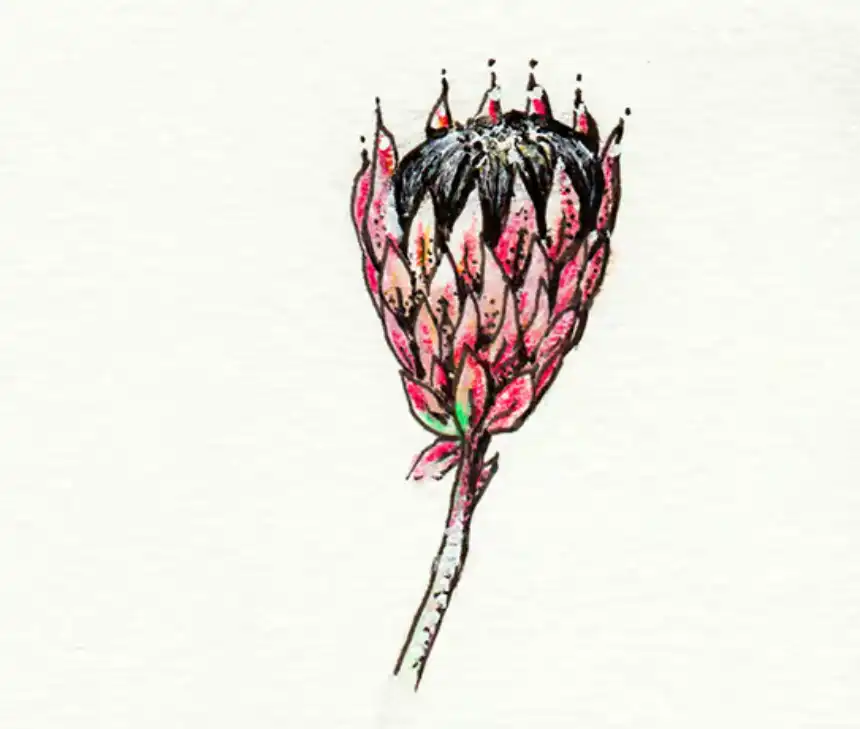 Cómo dibujar flores - flor de rey protea