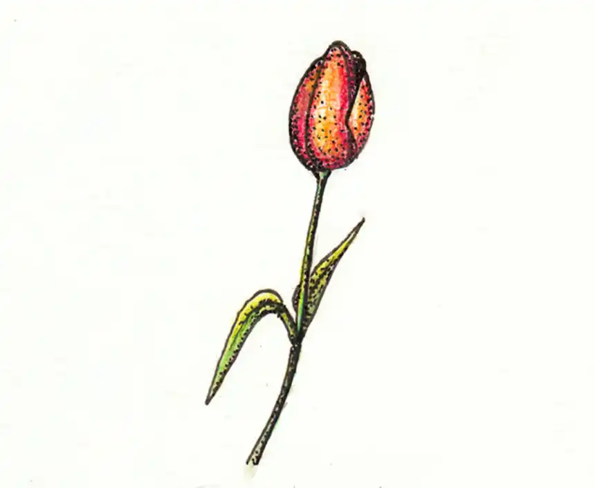 Cómo dibujar flores 43a - flor tulipán