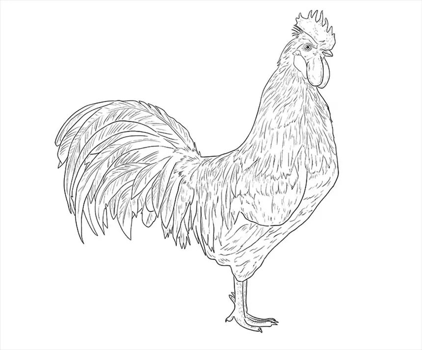 Dibujo de gallo para colorear
