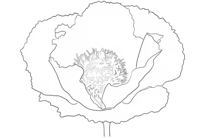 Dibujo de flor de amapola para colorear
