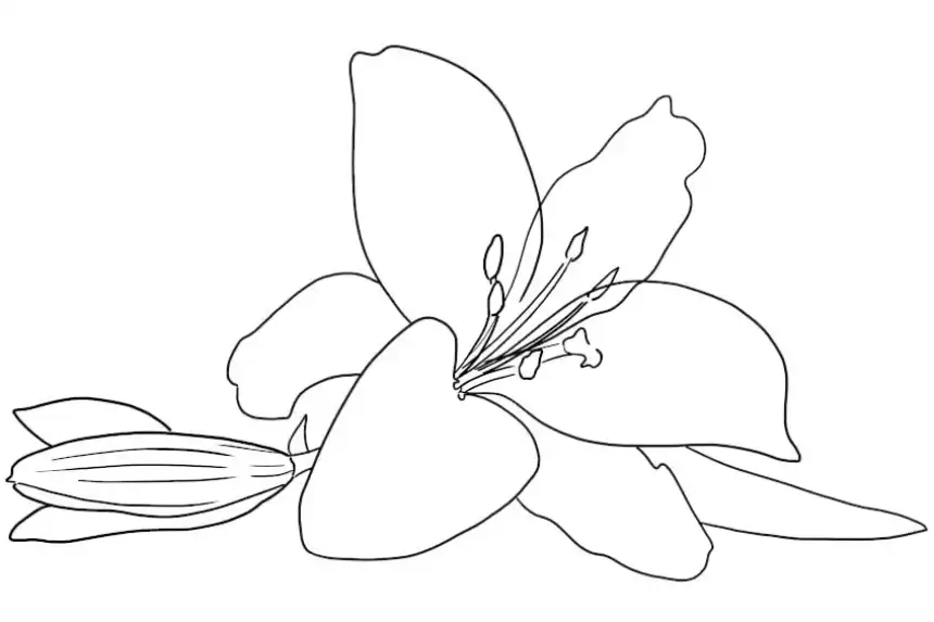 Dibujos de flores para colorear - Lirio de cala 