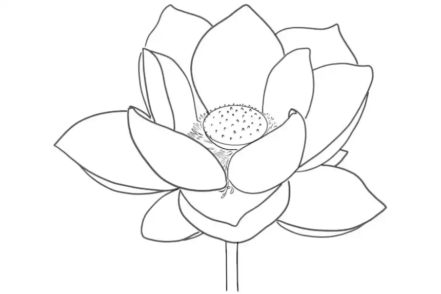 Dibujo de flores para colorear - Loto
