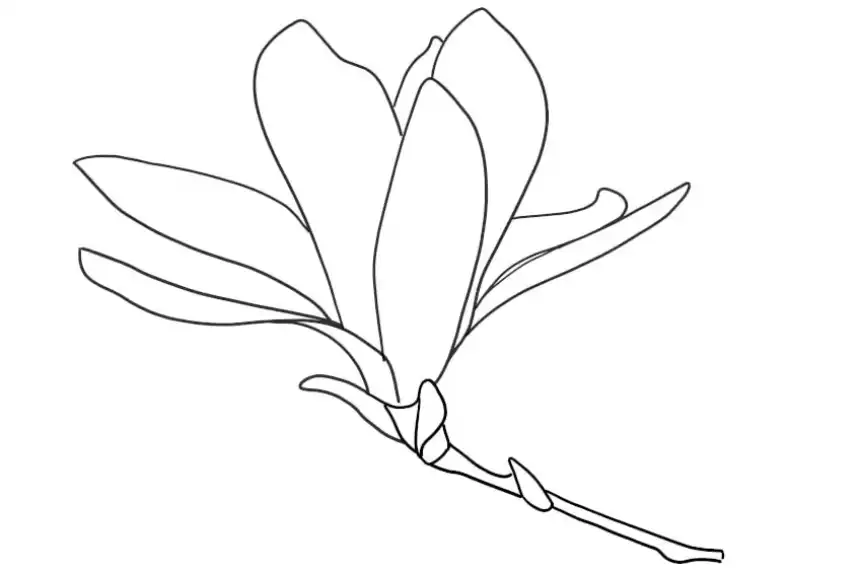 Flor de magnolia - Dibujos de flores para colorear