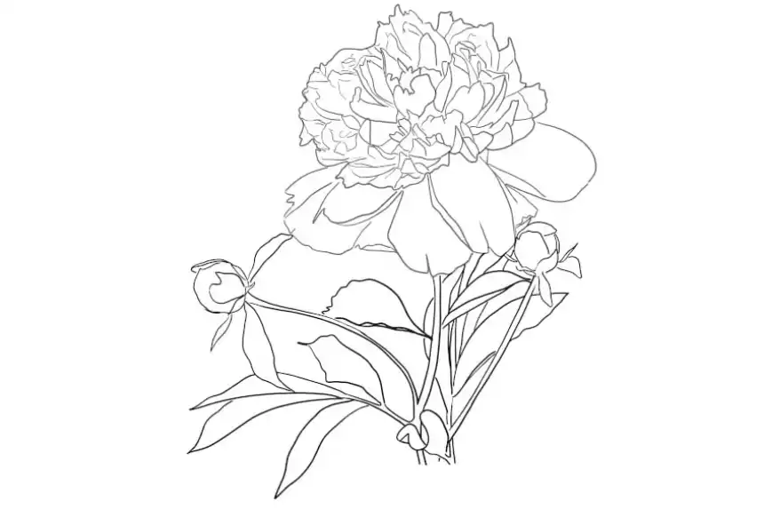 Dibujo de flor de peonía para colorear