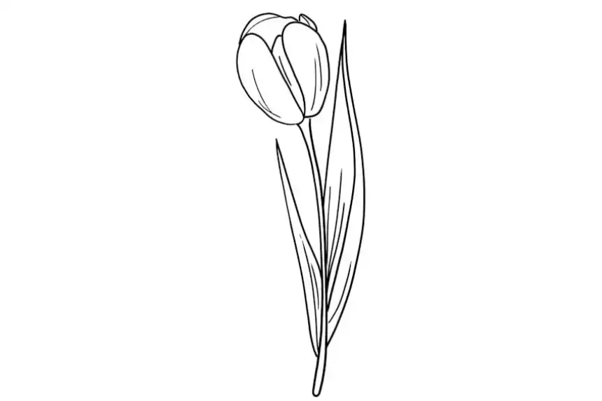 Página para colorear de flor de tulipán