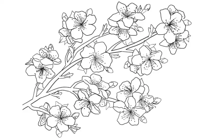 Dibujos de flores para colorear - Flor de cerezo 