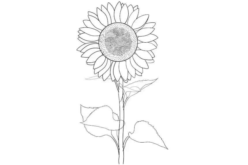 Página Para Colorear De Girasol