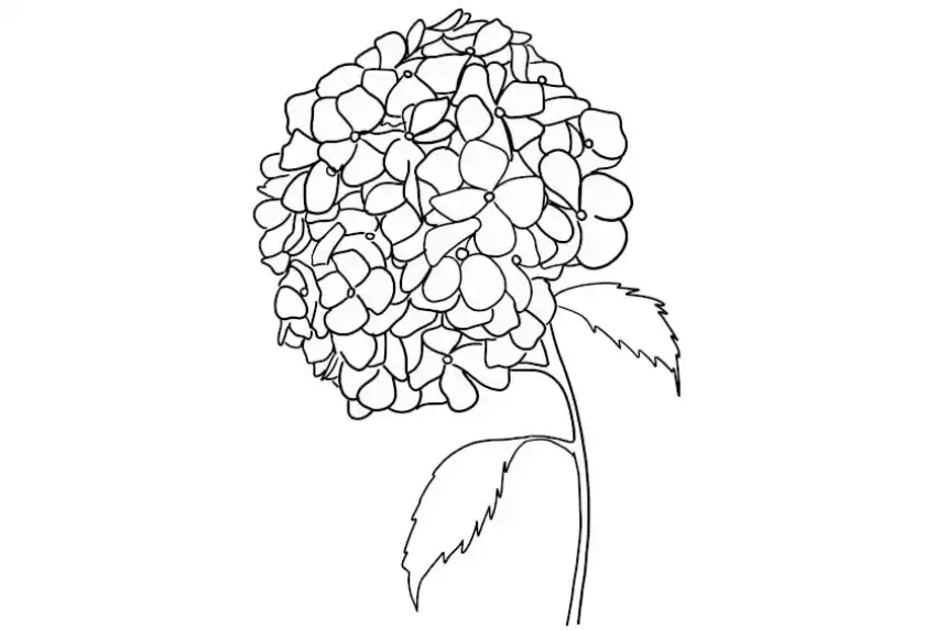 Dibujos de flores para colorear - Hortensia 