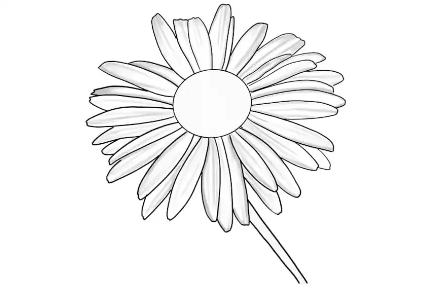 Dibujos de flores para colorear - Margarita