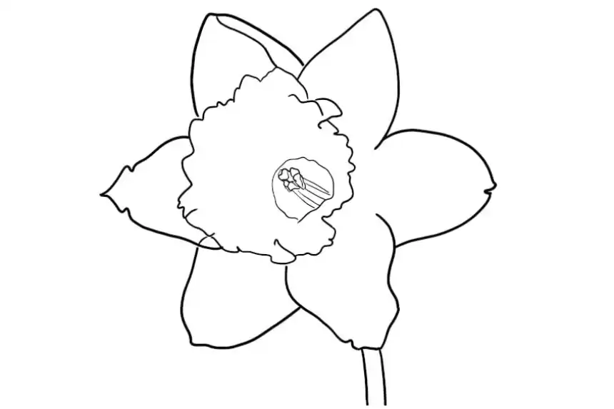 Dibujos de flores para colorear - Flor de narcisos