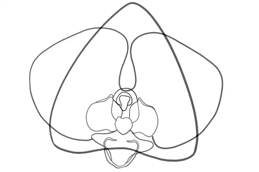 Orquídea Página Para Colorear