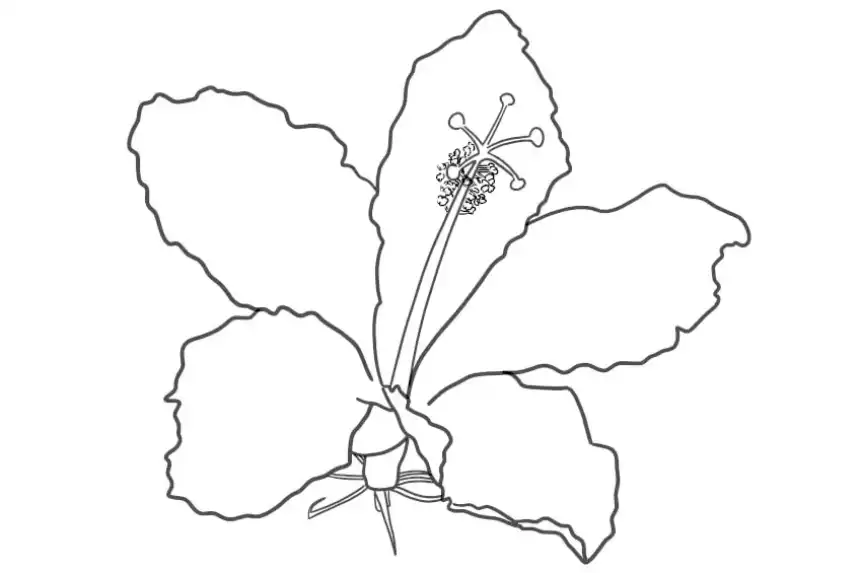 Dibujos de flor para colorear - Flor de hibisco 