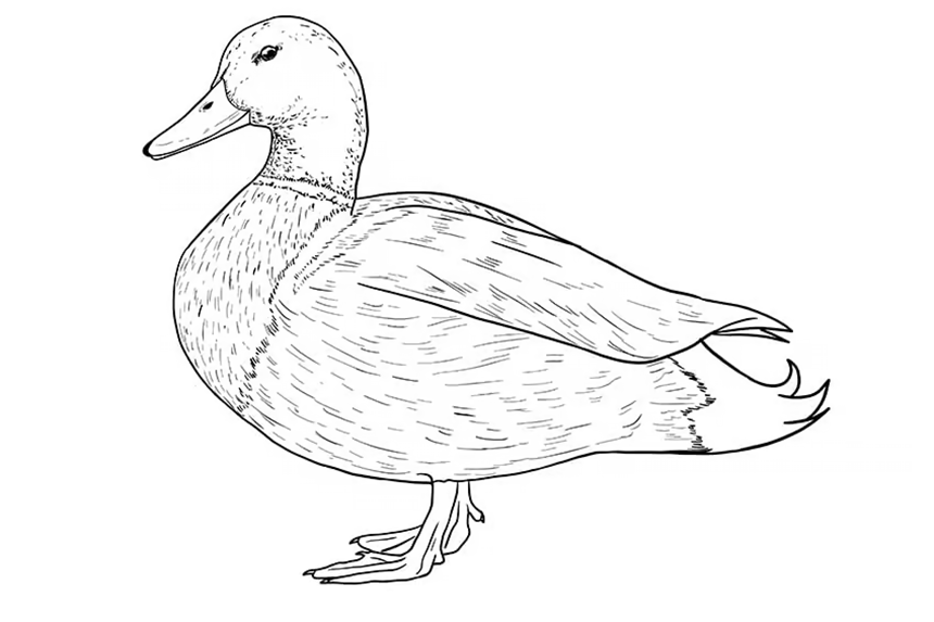 Dibujo de pato para colorear