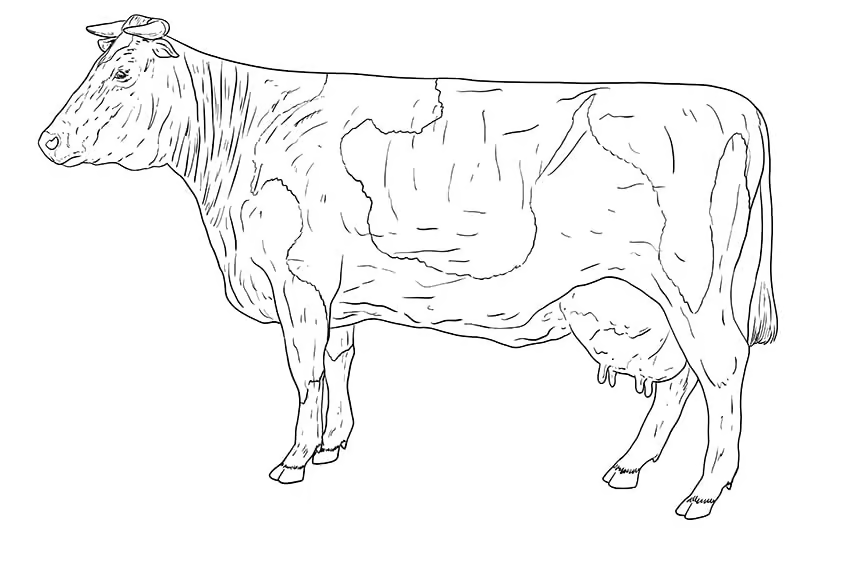 Dibujo de vaca para colorear